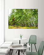 Obraz Brezový les 1468